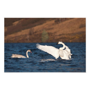Flapping Swan Photo Print