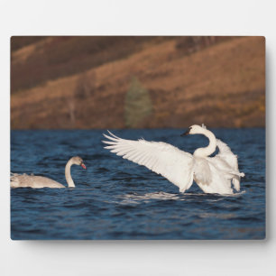 Flapping Swan Plaque