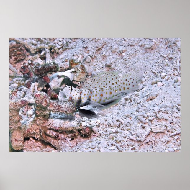 Flared Fins Poster (Front)