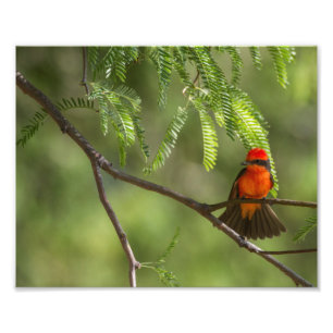 Flashy Male Vermillion Flycatcher bird Photo Print
