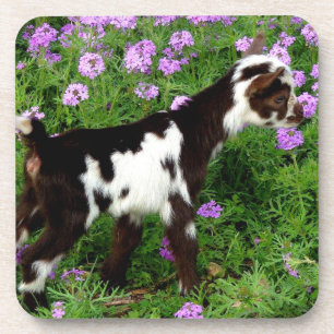 Flashy Nigerian Dwarf Goat Kid in purple flowers Coaster