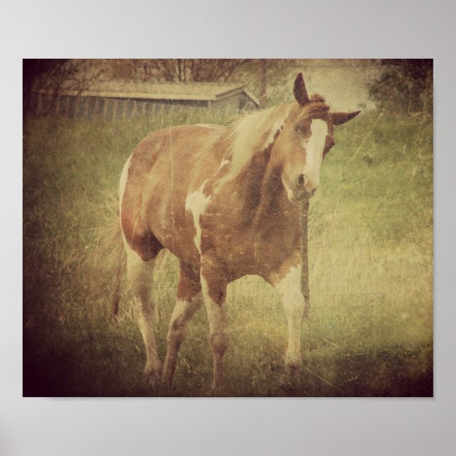 Flashy Shakes Head Poster (Front)