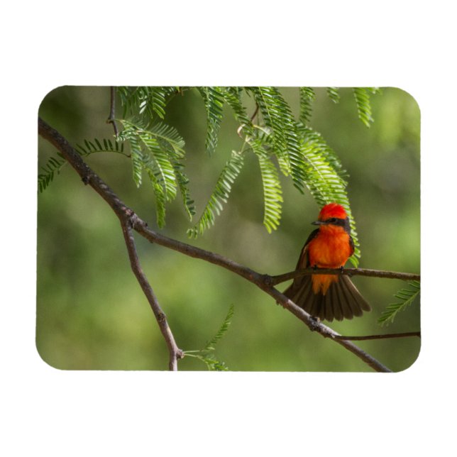 Flashy Vermillion Flycatcher Magnet (Horizontal)