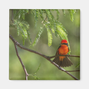 Flashy Vermillion Flycatcher Magnet