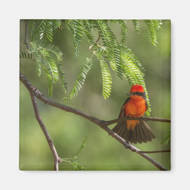Flashy Vermillion Flycatcher Magnet (Front)