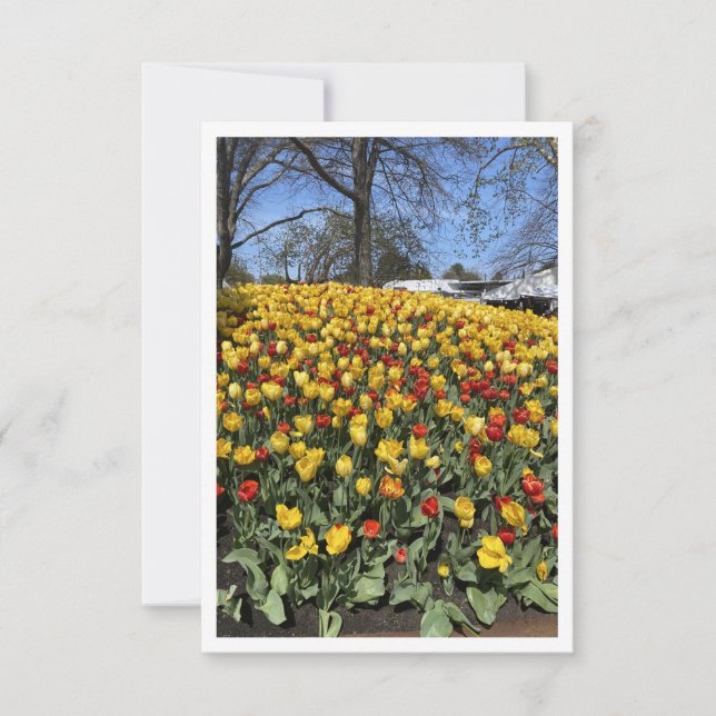 Flat Blank Card - Tulip Festival  (Front)