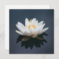 FLAT CARD : LOTUS