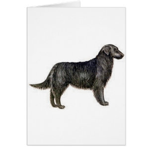Flat-Coated Retriever