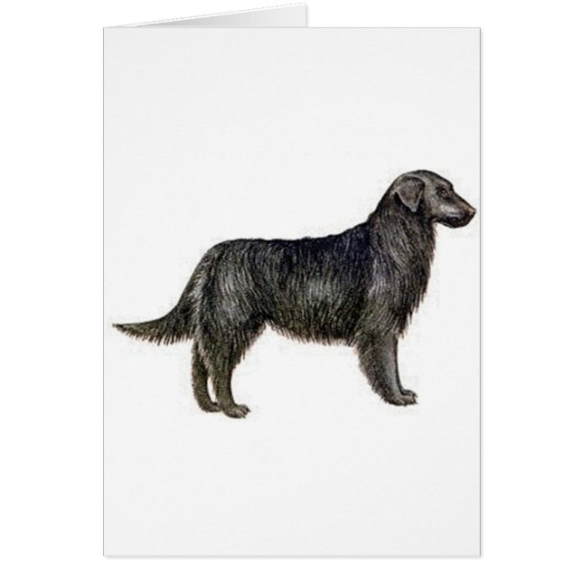 Flat-Coated Retriever (Front)