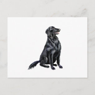 Flat Coated Retriever (B) Postcard