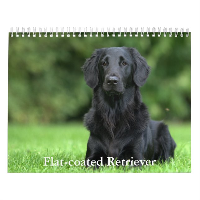 Flat-coated Retriever Calendar (Cover)