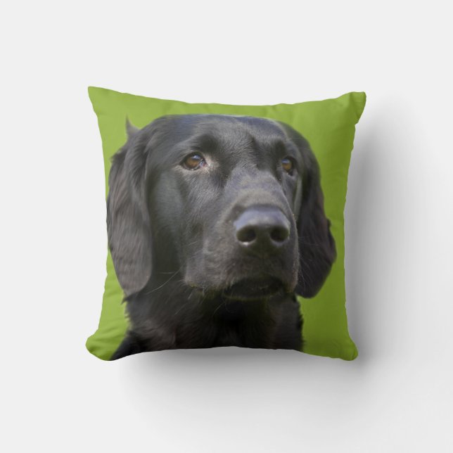 Flat Coated Retriever dog, black beautiful photo Cushion (Front)