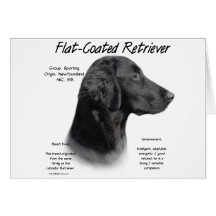 Flat-Coated Retriever History Design