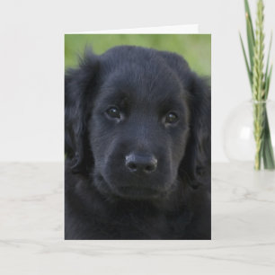 Flat-Coated Retriever Puppy Card