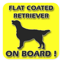 Flat Coated Retriever
