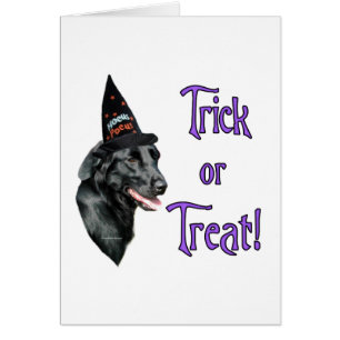 Flat-Coated Retriever Trick