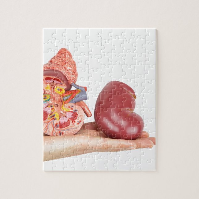Flat hand showing model human kidney jigsaw puzzle (Vertical)