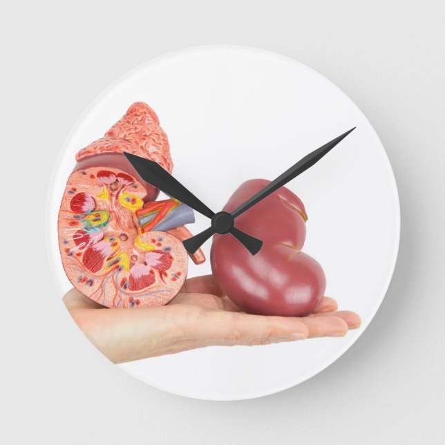 Flat hand showing model human kidney round clock (Front)