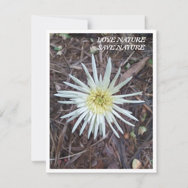Flat Note Card with beauty of nature (Front)