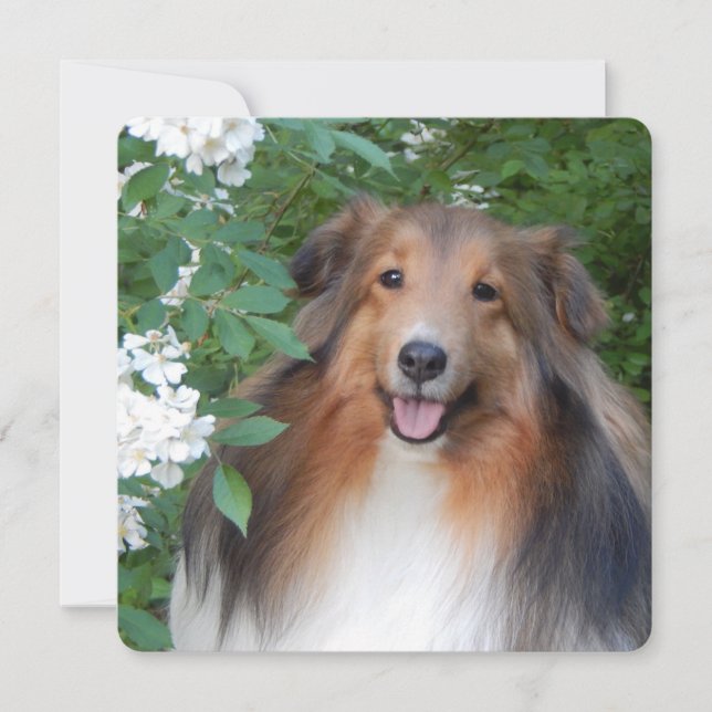 flat thank you card with Sheltie (Front)