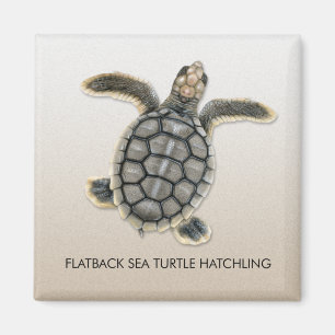 Flatback Sea Turtle Hatchling Magnet