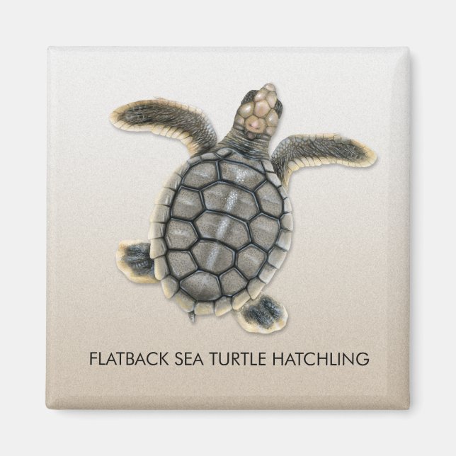 Flatback Sea Turtle Hatchling Magnet (Front)