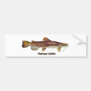Flathead Catfish Bumper Sticker
