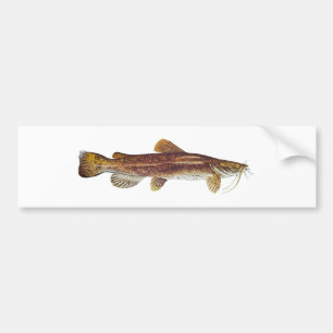 Flathead Catfish Bumper Sticker