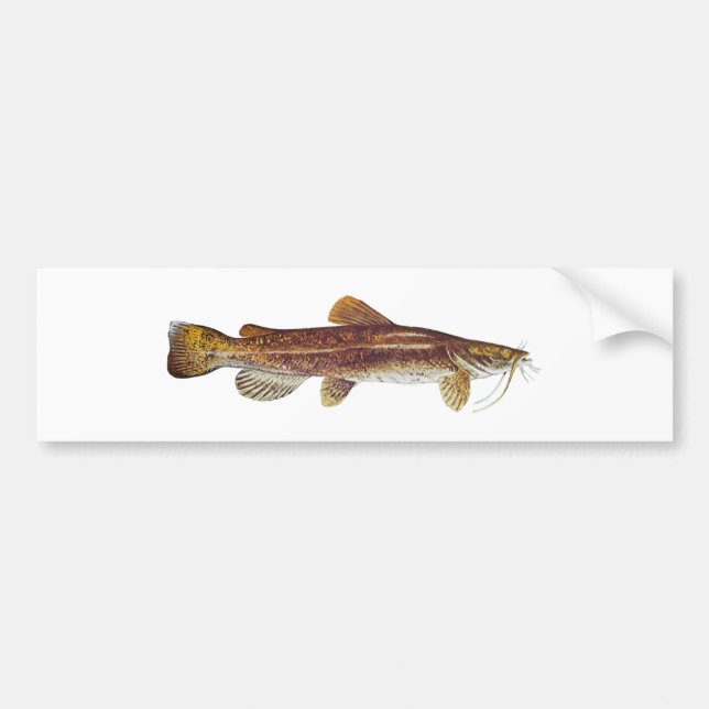 Flathead Catfish Bumper Sticker (Front)