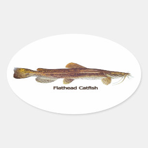 Flathead Catfish Oval Sticker