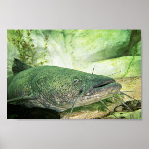 Flathead CatFish Poster