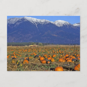 Flathead Valley Montana Pumpkin patch Postcard