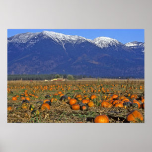 Flathead Valley Montana Pumpkin patch Poster