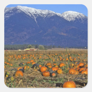 Flathead Valley Montana Pumpkin patch Square Sticker