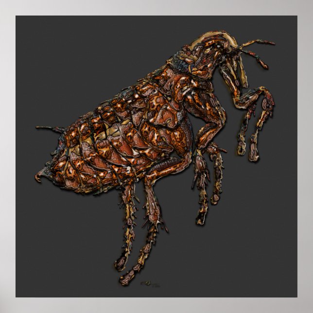 Flea on Grey Poster (Front)