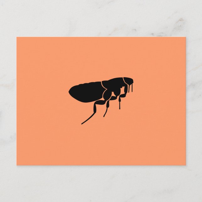 Flea Postcard (Front)
