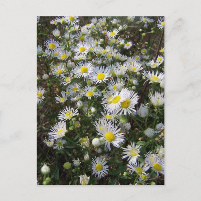 Fleabane Daisy Post Card (Front)