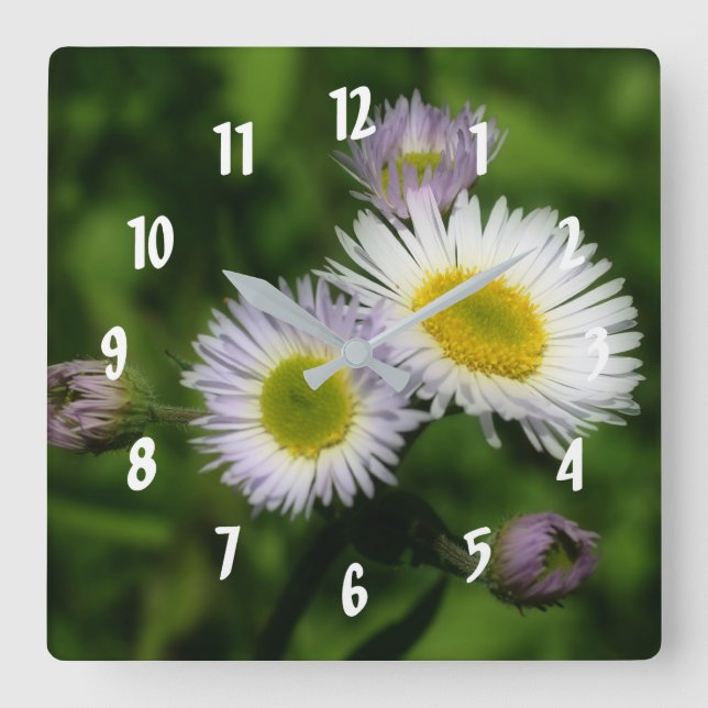 Fleabane Tiny Daisy Flowers Square Wall Clock (Front)
