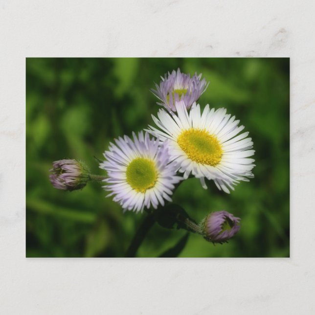 Fleabane White Daisies Flower Postcard (Front)