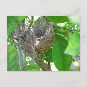 Fled Nest Holiday Card