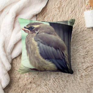 Fledgling Baby Cedar Waxwing Bird Cushion