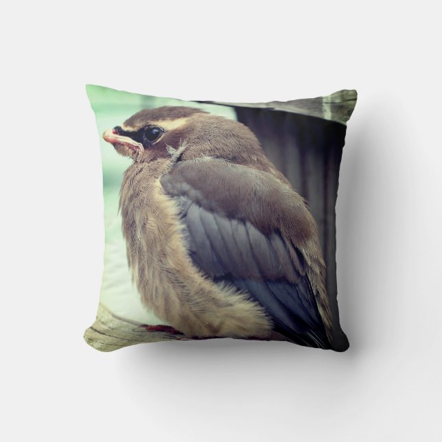 Fledgling Baby Cedar Waxwing Bird   Cushion (Front)