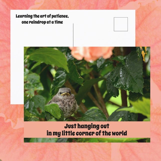 Fledgling Mockingbird Cute Wildlife Photographic Postcard (Creator Uploaded)