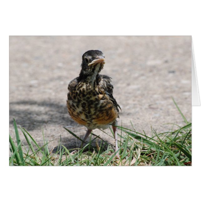 Fledgling Robin with Attitude (Front Horizontal)