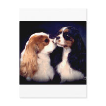 Fleet Street Nova Tippy