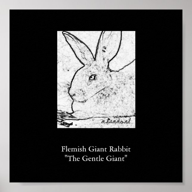 Flemish Giant Rabbit"The Gentle Giant" Poster (Front)