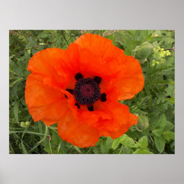 Fleur de pavot poster (Front)
