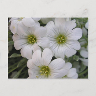 Fleurs blanches postcard