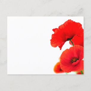 Fleurs de coquelicots sur fond blanc au printemps holiday postcard