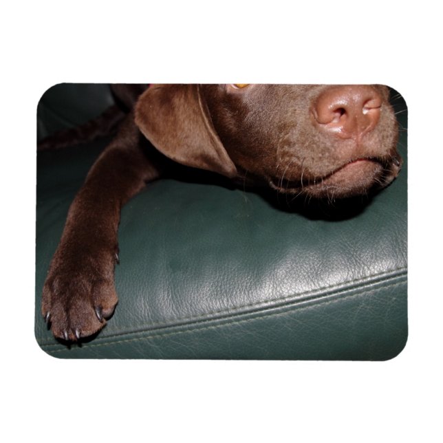 Flexi Magnet Labrador Lorenzo (Horizontal)